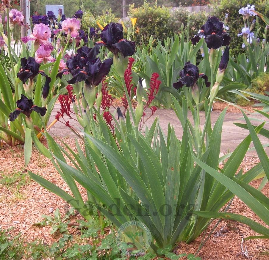 Photo of Intermediate Bearded Iris (Iris 'Devil May Care') uploaded by Totally_Amazing