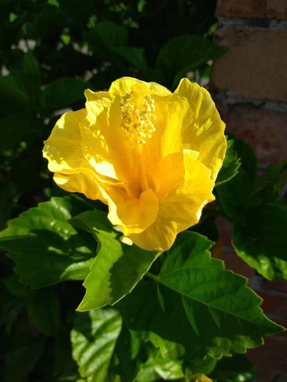 Photo of Tropical Hibiscuses (Hibiscus rosa-sinensis) uploaded by hiyall