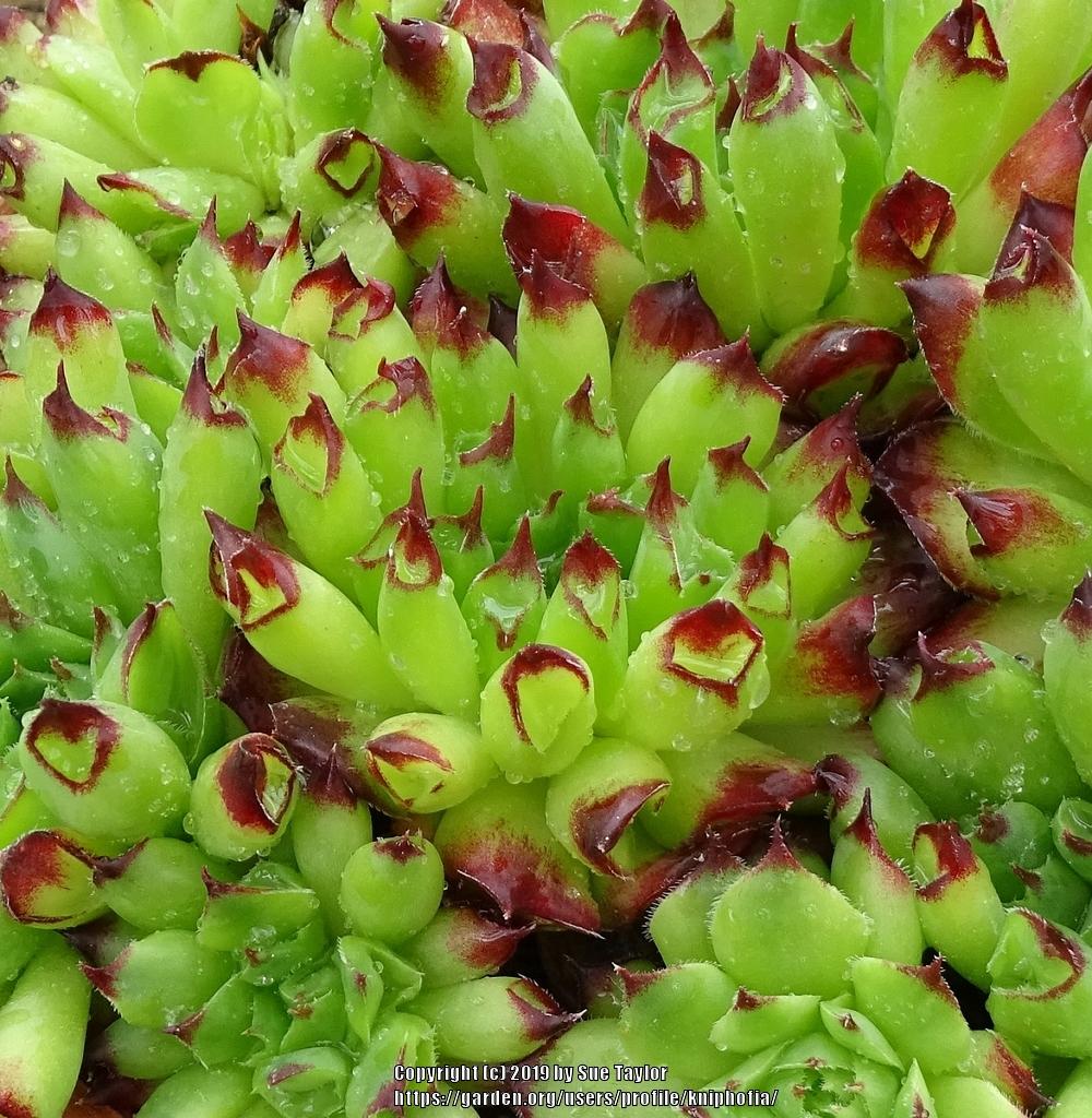 Photo of Hen and Chicks (Sempervivum 'Oddity') uploaded by kniphofia