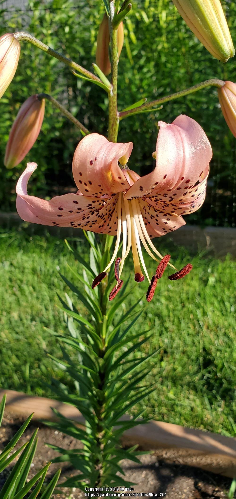Photo of Lily (Lilium 'Pink Giant') uploaded by Nhra_20