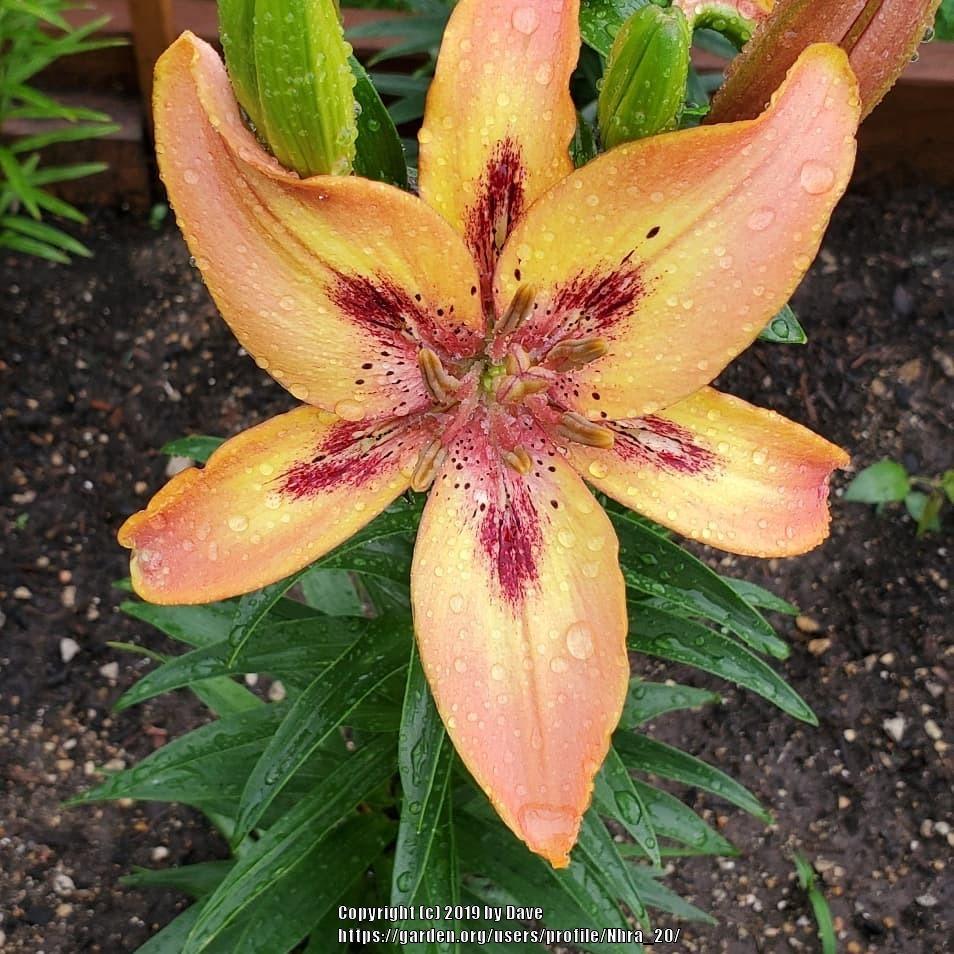 Photo of Lily (Lilium 'Tequila Rose') uploaded by Nhra_20