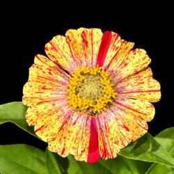 Location: Botanical Gardens of the State of Georgia...Athens, Ga
Date: 2019-06-30
Zinnia elegans - Pop Art Golden and Red 002