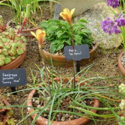 Location: RHS Harlow Carr alpine house, Yorkshire
Date: 2019-06-30