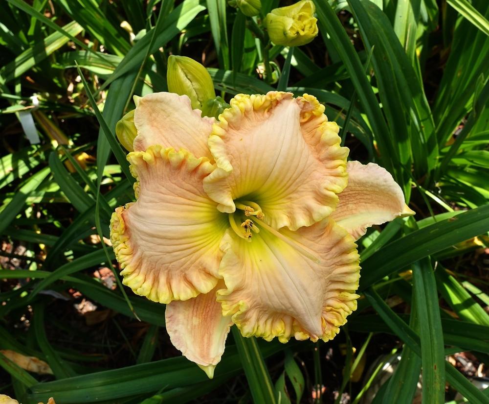 Photo of Daylily (Hemerocallis 'Heir to the Throne') uploaded by mantisOH