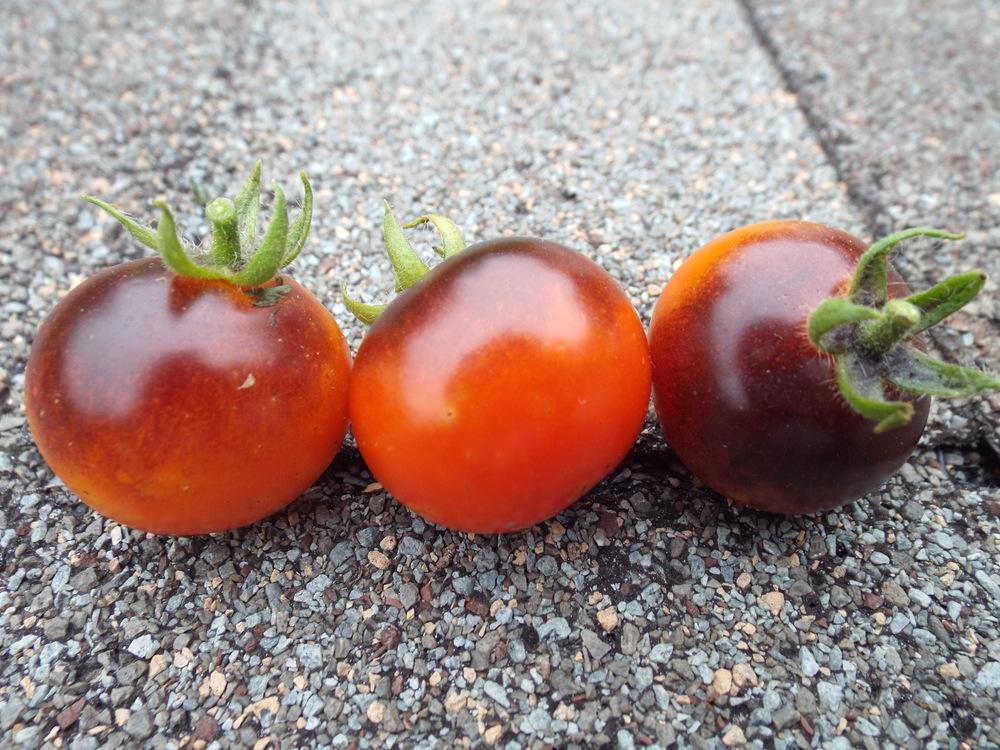 Photo of Tomato (Solanum lycopersicum 'Blue Berries') uploaded by poisondartfrog