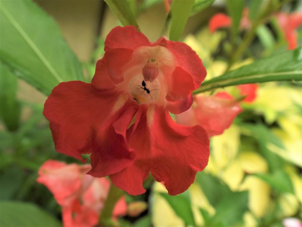 Photo of Touch-Me-Not (Impatiens balsamina) uploaded by poisondartfrog