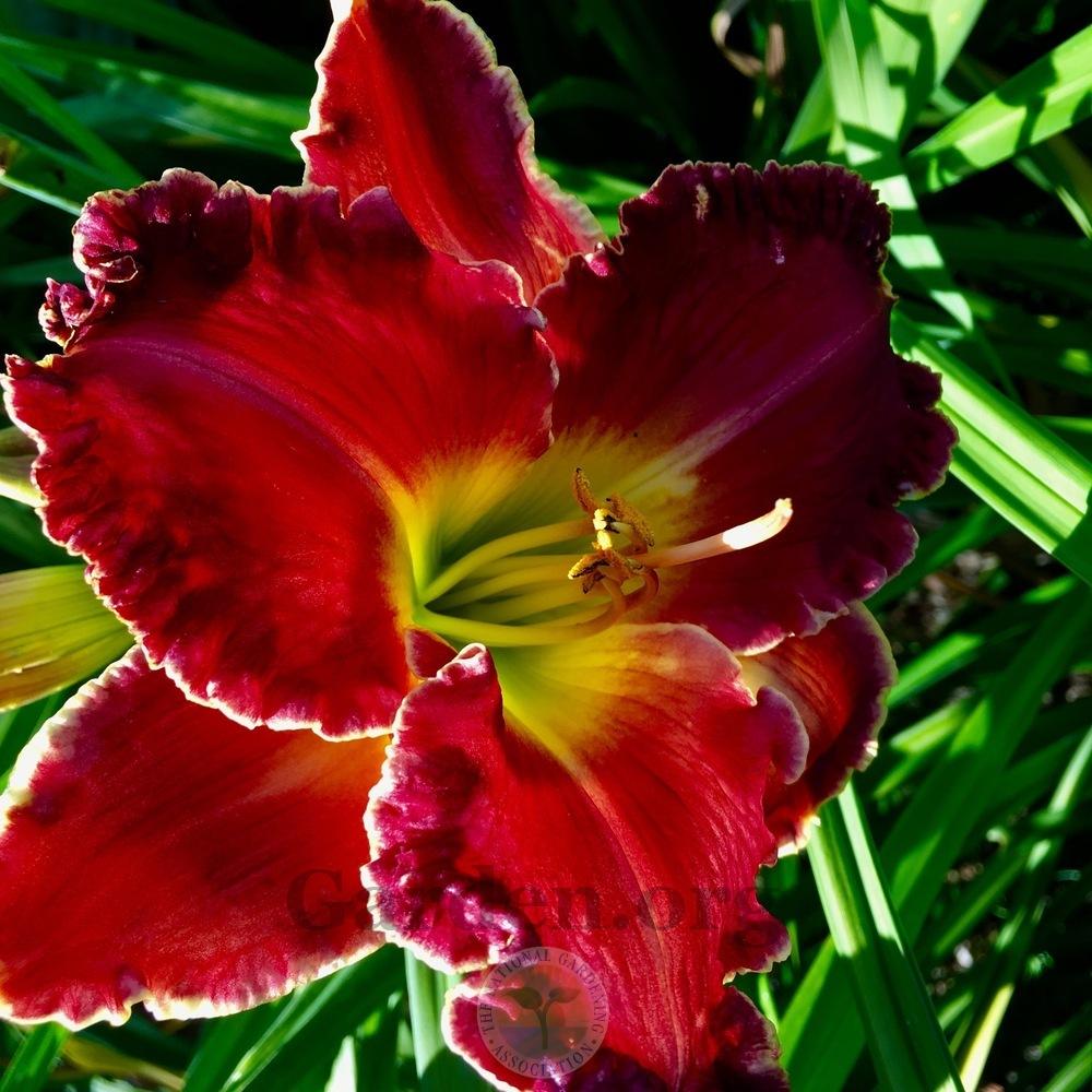 Photo of Daylily (Hemerocallis 'Barbara Mandrell') uploaded by springcolor