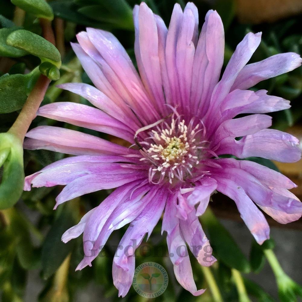 Photo of Ice Plant (Delosperma Lavender Ice™) uploaded by springcolor