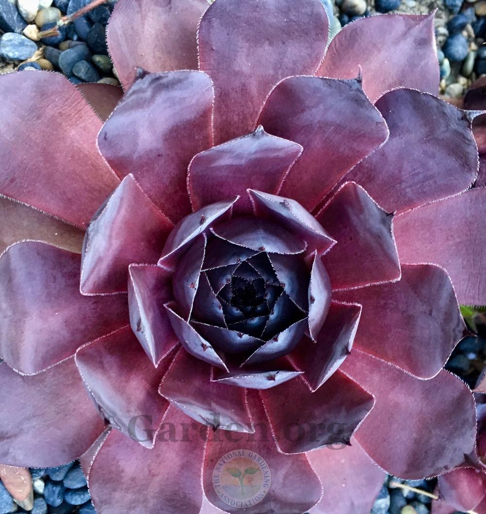 Photo of Hen and Chicks (Sempervivum 'Leopold') uploaded by springcolor