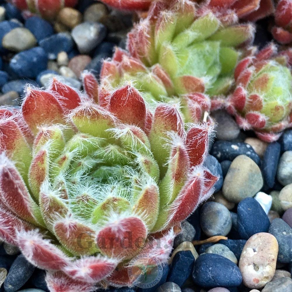 Photo of Hen and Chicks (Sempervivum 'Whispers') uploaded by springcolor