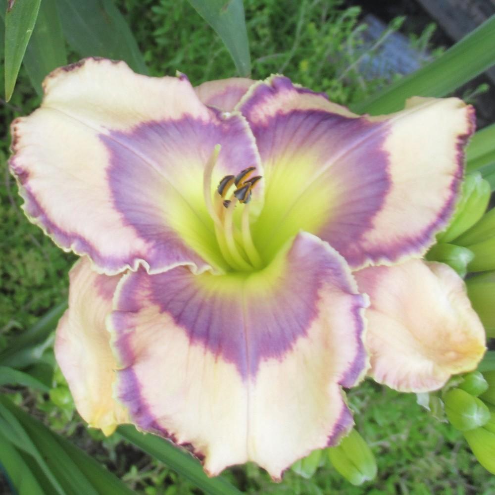 Photo of Daylily (Hemerocallis 'Now or Never') uploaded by stilldew
