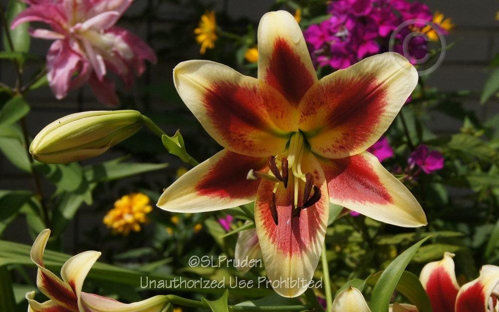 Photo of Lily (Lilium 'Red Dutch') uploaded by DaylilySLP