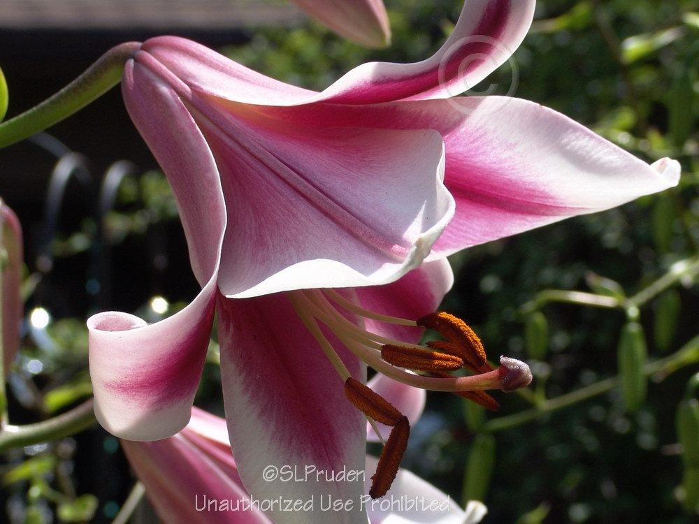 Photo of Lily (Lilium 'Silk Road') uploaded by DaylilySLP