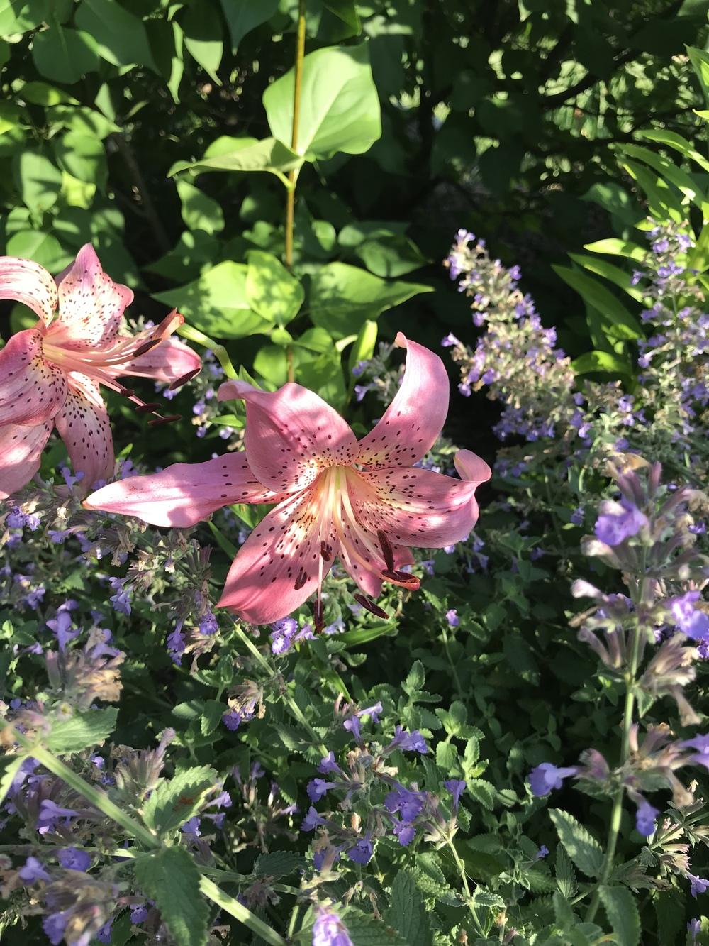 Photo of Lily (Lilium 'Iowa Rose') uploaded by Legalily