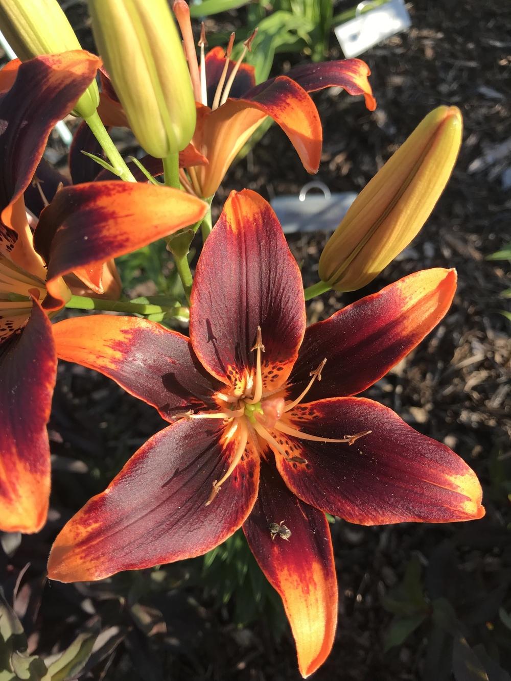 Photo of Asiatic Lily (Lilium 'Forever Susan') uploaded by Legalily