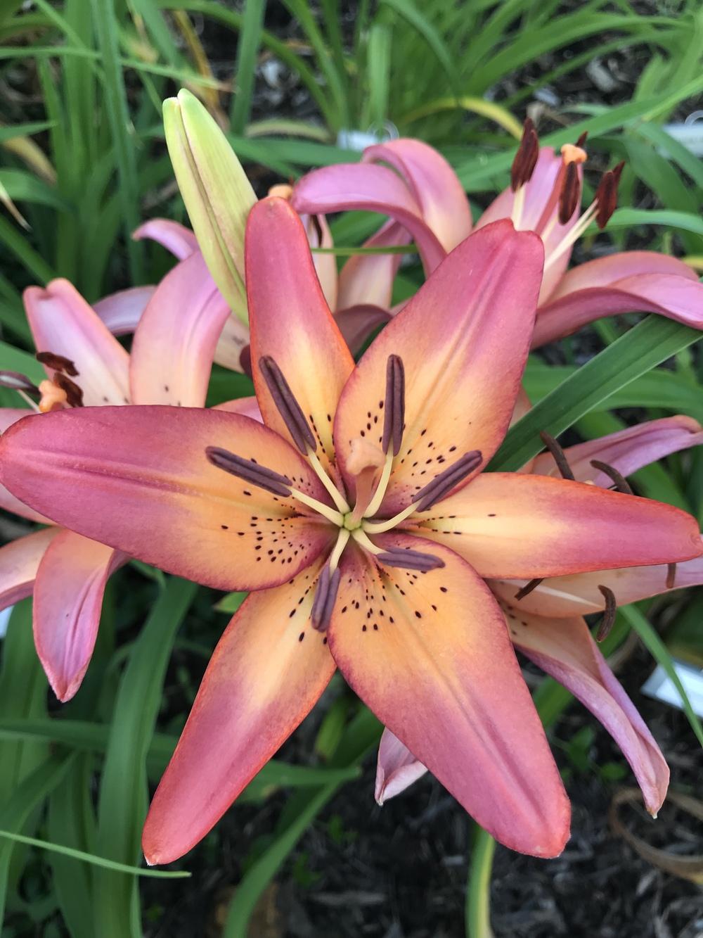 Photo of Lily (Lilium 'Royal Sunset') uploaded by Legalily