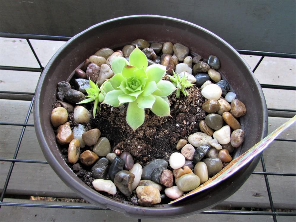 Photo of Hen and Chicks (Sempervivum 'Gold Nugget') uploaded by SongofJoy