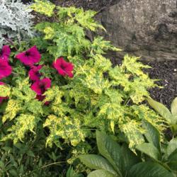 Location: Willow Valley Communities, Lakes Campus, Willow Street, Pennsylvania USA
Date: 2019-07-01
Note: the magenta petunia flowers are not part of the flowering m