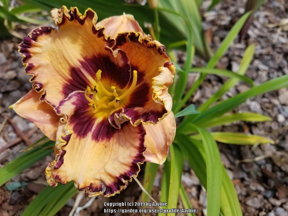 Photo of Daylily (Hemerocallis 'Griffin Miller') uploaded by Aazhie