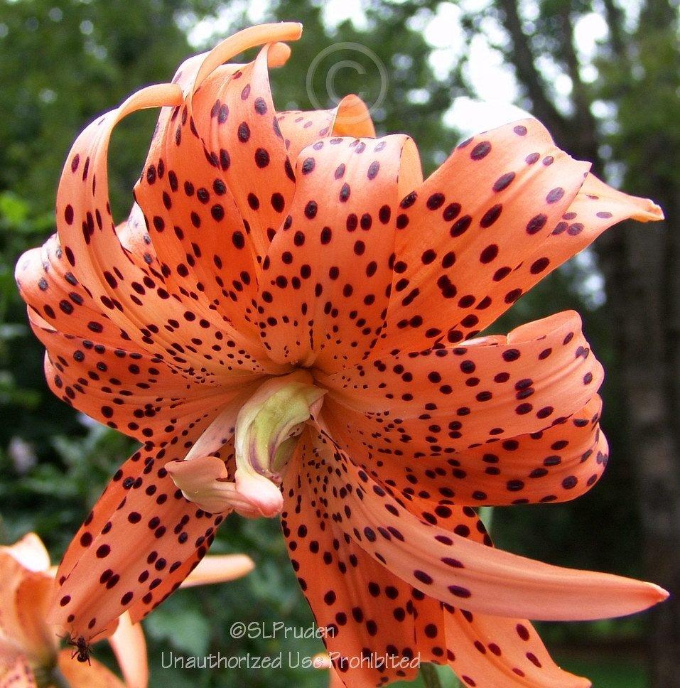 Photo of Double Tiger Lily (Lilium lancifolium 'Flore Pleno') uploaded by DaylilySLP