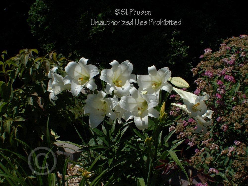 Photo of Lily (Lilium longiflorum) uploaded by DaylilySLP