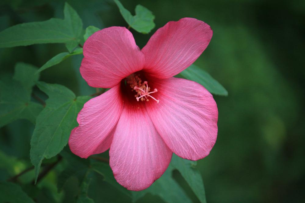 Photo of Rose Mallow (Hibiscus laevis) uploaded by GrammaChar