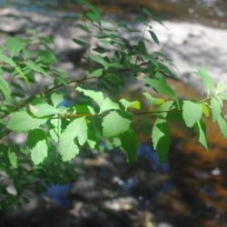 Location: Austin T Blakeslee Natural Area in northeast PA
Date: 2019-07-01
summer leaves