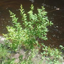 Location: Austin T Blakeslee Natural Area in northeast PA
Date: 2019-07-01
young shrub along stream