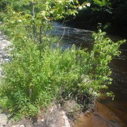 Location: Austin T Blakeslee Natural Area in northeast PA
Date: 2019-07-01
group with other plants along a stream