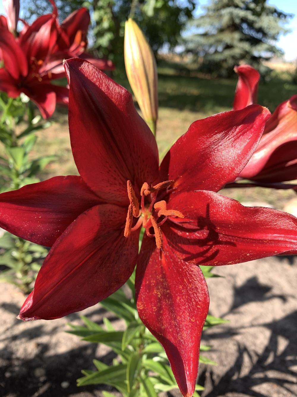 Photo of Lily (Lilium 'Red Alert') uploaded by Raimisx9