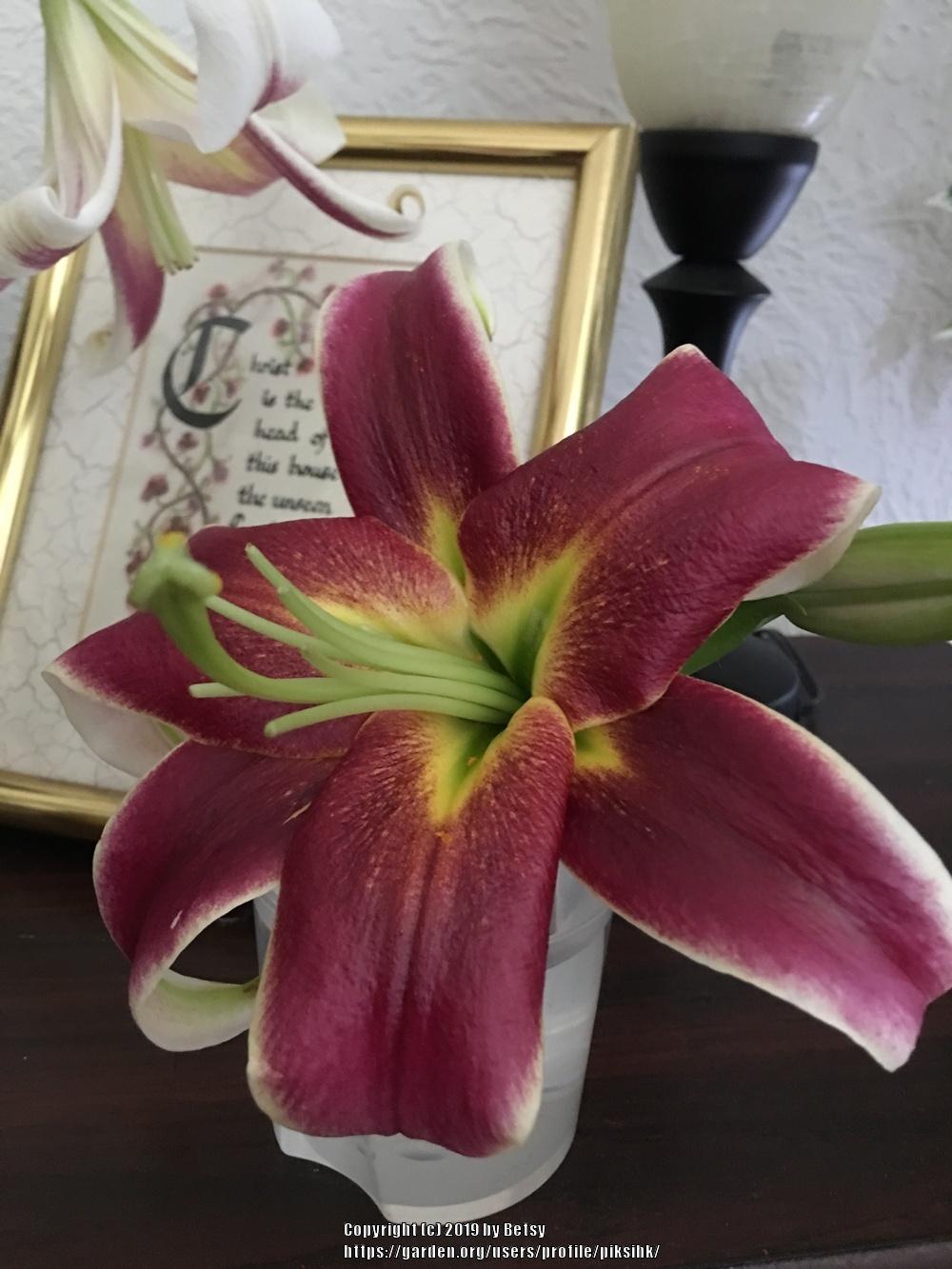 Photo of Lily (Lilium 'Judith Saffigna') uploaded by piksihk