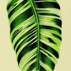 
Date: c. 1870
illustration from Hibberd's 'New and Rare Beautiful-leaved Plants