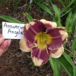 Location: My day lily garden zone 9 Louisiana
Date: 2019-05-11
I describe as LSU colors Go Tigers!