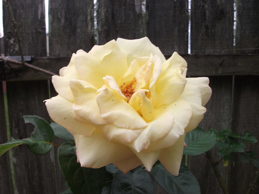 Photo of Rose (Rosa 'Peace, Cl.') uploaded by tabbycat