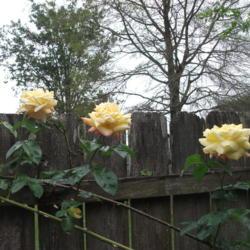 Location: My backyard fence zone 9
Date: 2019-04-07
3 perfect beauties at the same time. What a sight!