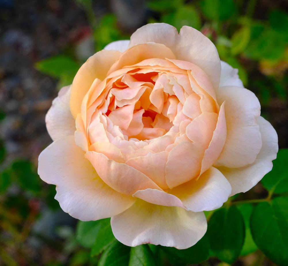 Photo of Rose (Rosa 'Charles Darwin') uploaded by AnnKNCalif