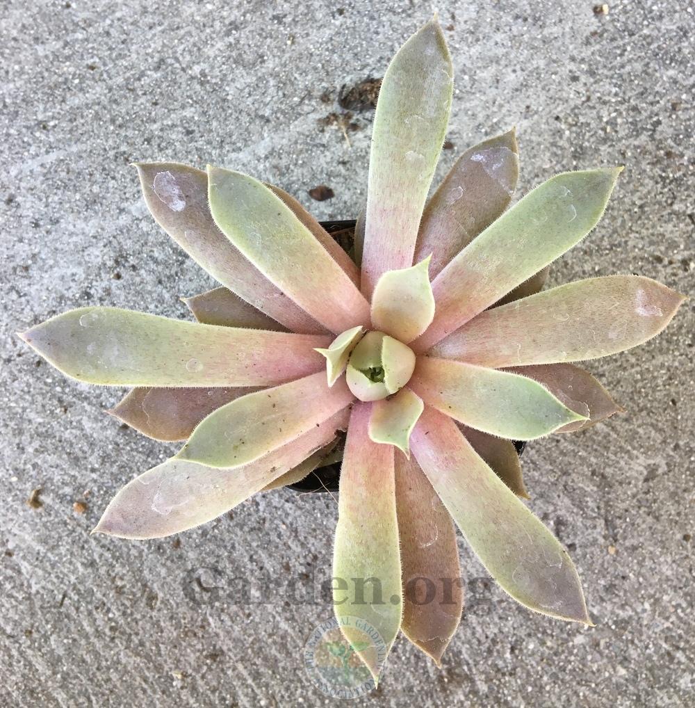 Photo of Hen and Chicks (Sempervivum 'Purple Passion') uploaded by BlueOddish