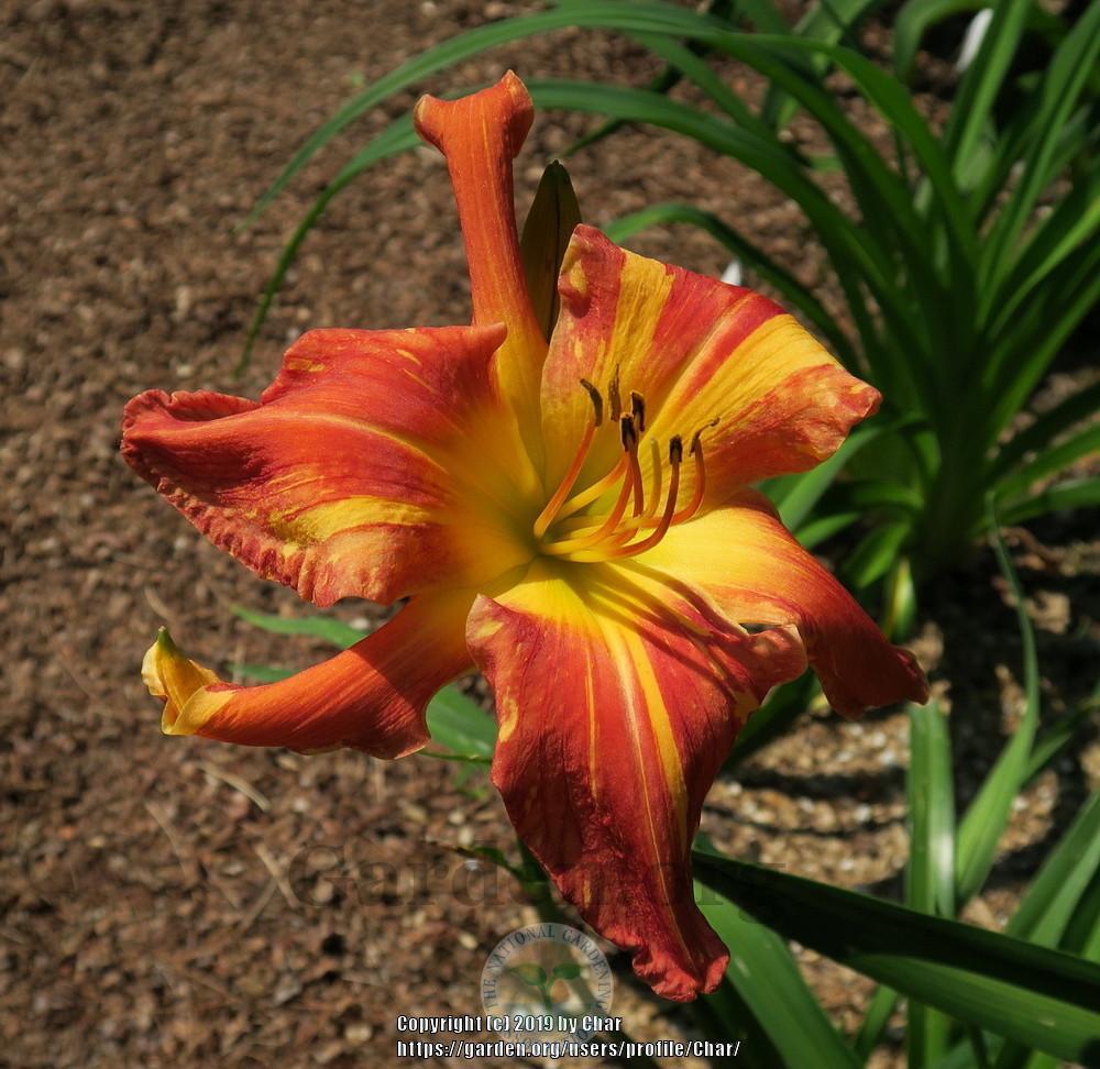 Photo of Daylily (Hemerocallis 'Explosion in the Paint Factory') uploaded by Char