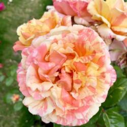 Location: Portland international test rose garden
Date: 2019-07-04