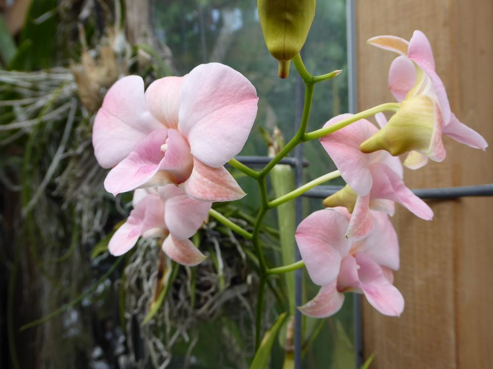 Photo of Orchid (Dendrobium Haleahi Blush 'Lake View') uploaded by ctcarol