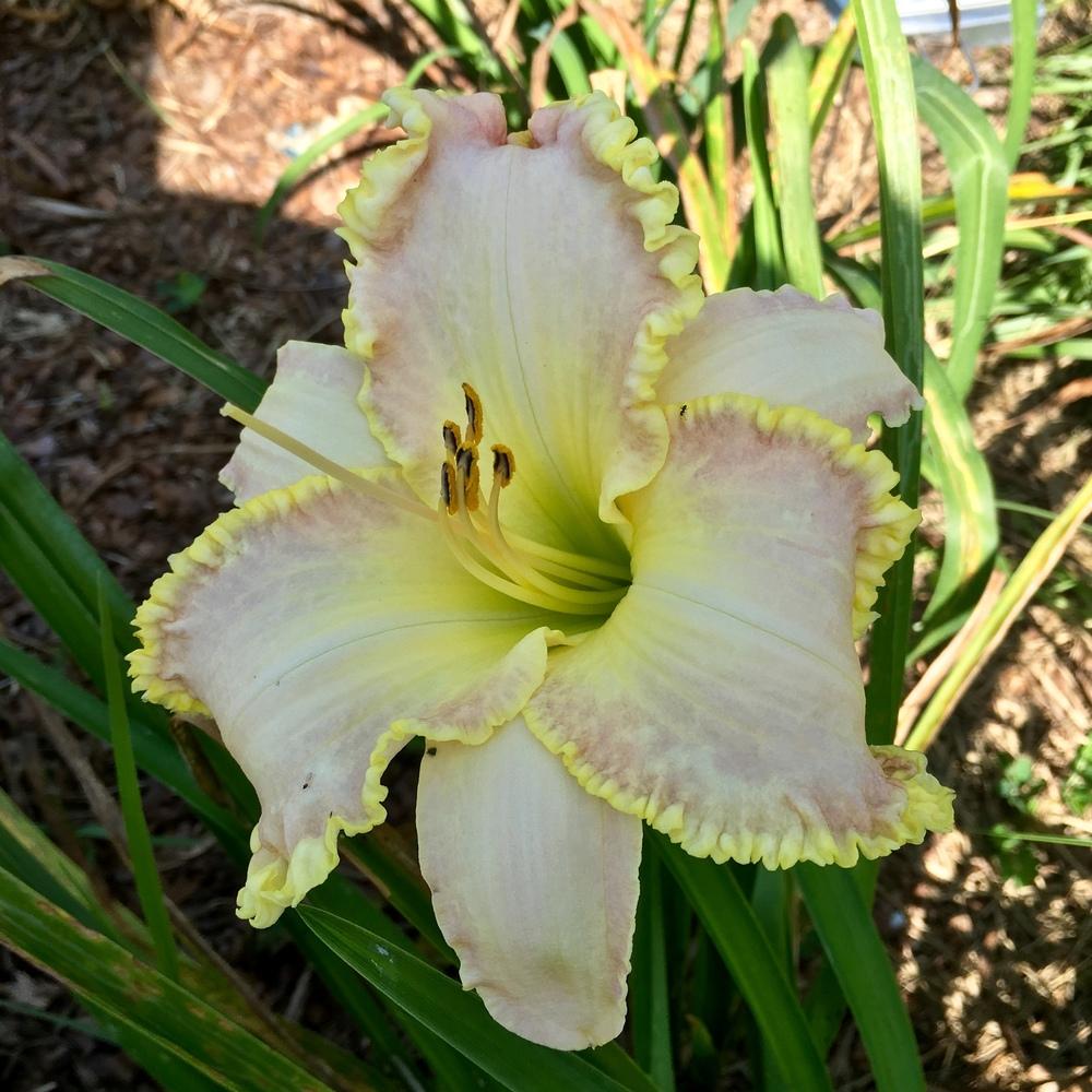 Photo of Daylily (Hemerocallis 'Clothed in Glory') uploaded by GaNinFl