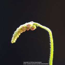 Location: Wallsend, Tyne and Wear, England
Date: 2019-07-04
Drosera capensis