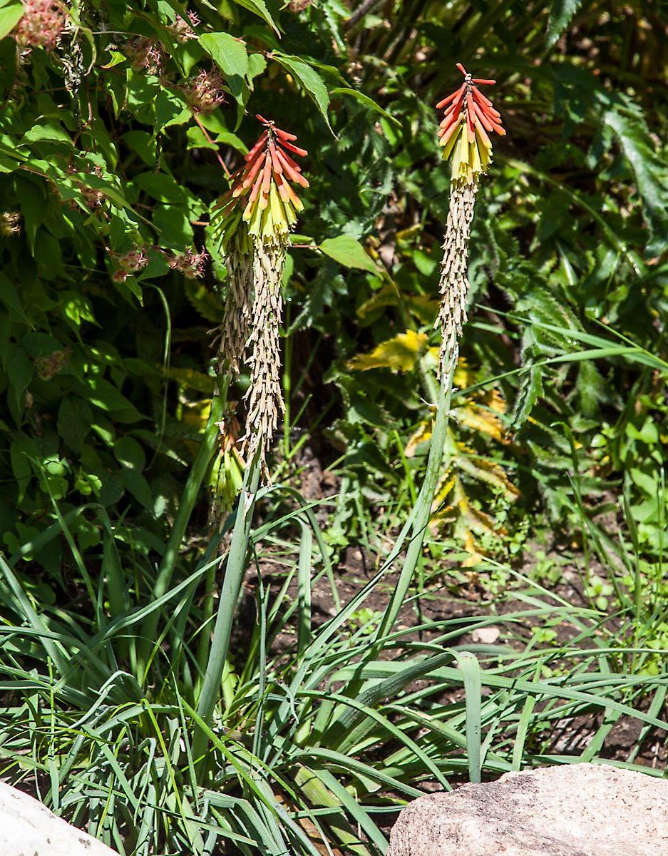 Photo of Dwarf Red Hot Poker (Kniphofia 'Ember Glow') uploaded by KatEnns