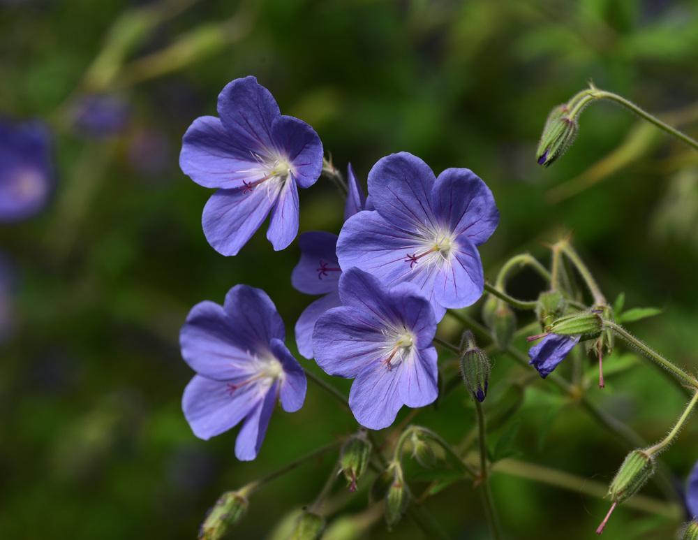 Photo of Hardy Geranium (Geranium 'Johnson's Blue') uploaded by cliftoncat