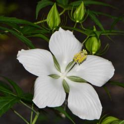 Location: Botanical Gardens of the State of Georgia...Athens, Ga
Date: 2019-07-05
White Texas Star Hibiscus 004