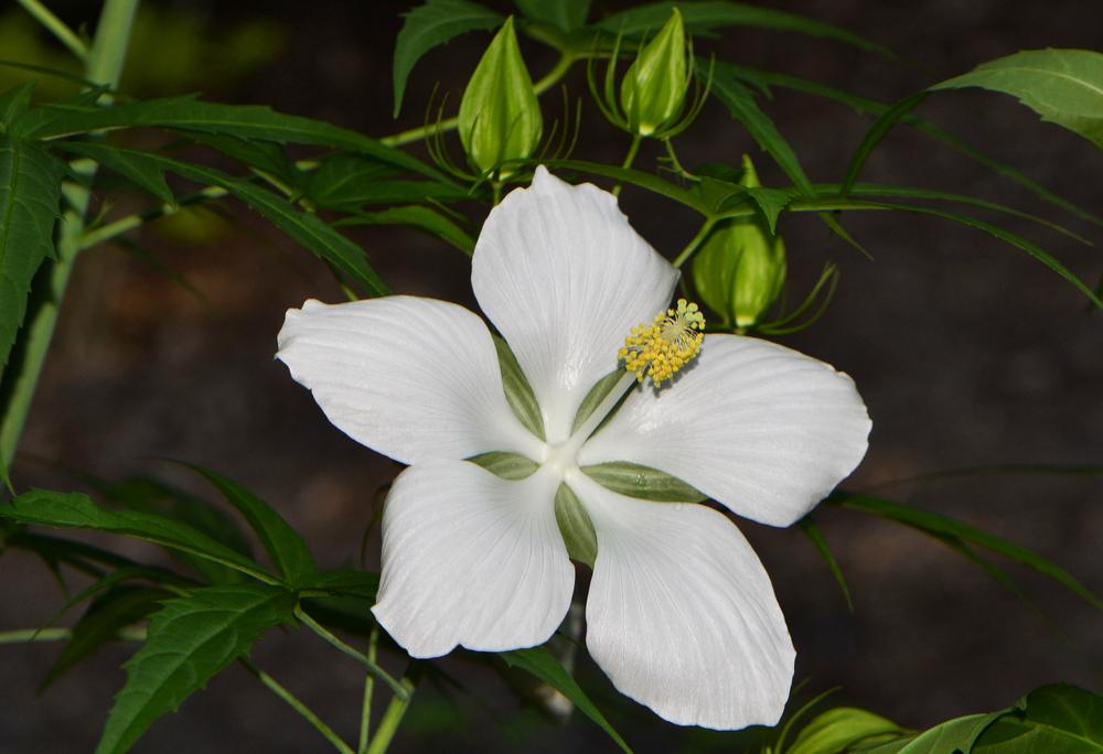 Photo of White Texas Star Hibiscus (Hibiscus coccineus 'Alba') uploaded by dawiz1753