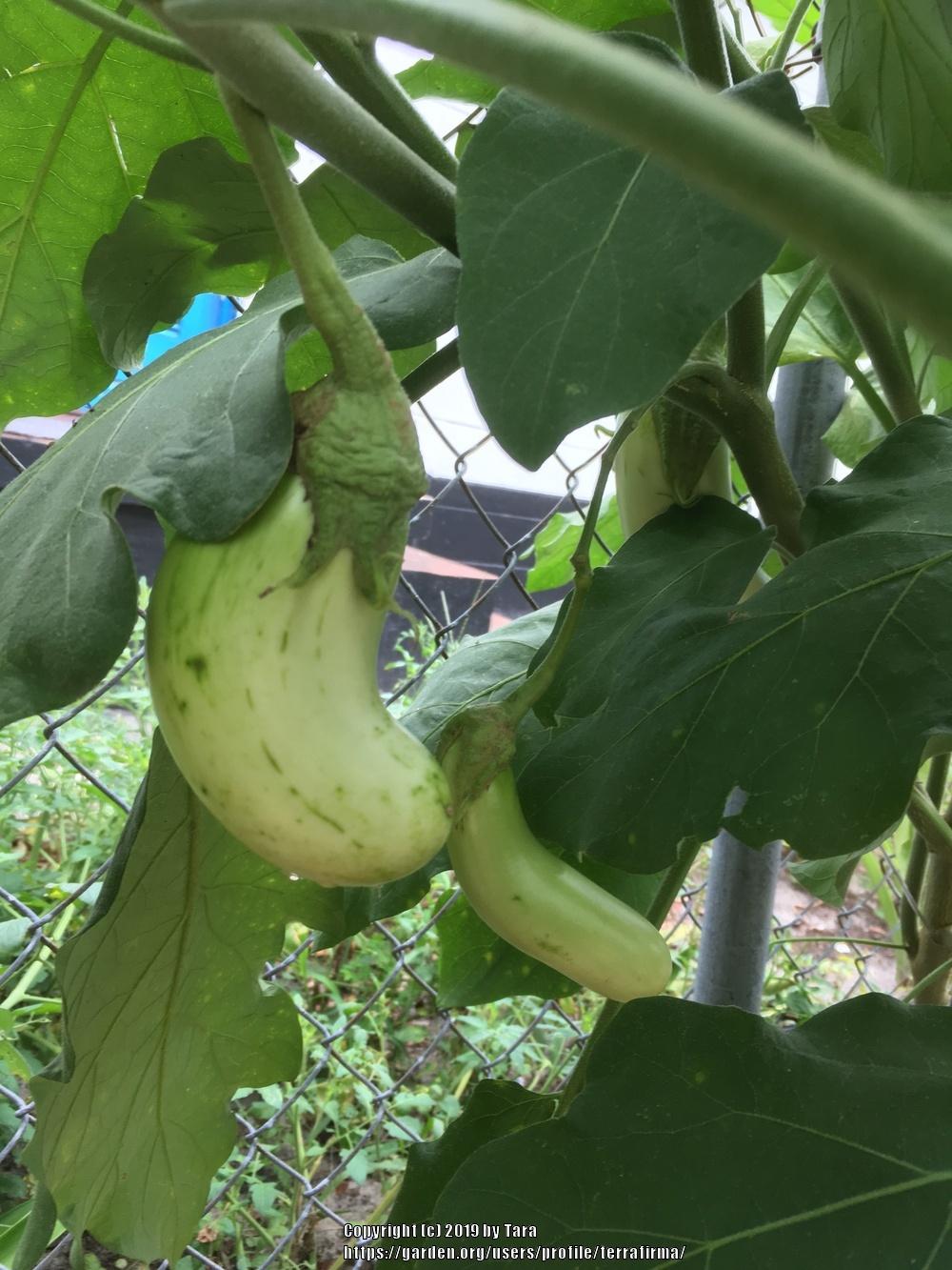 Photo of Eggplant (Solanum melongena 'Louisiana Long Green') uploaded by terrafirma