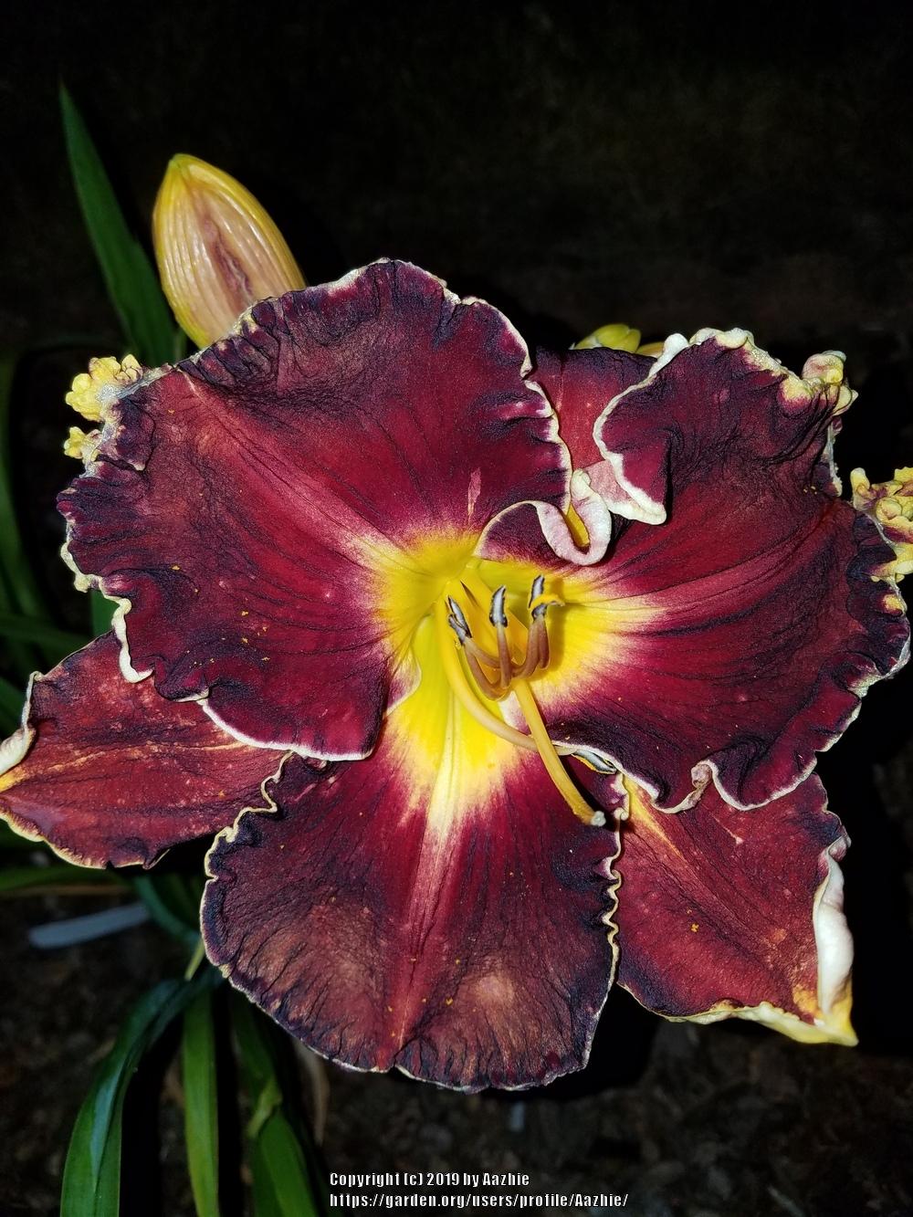 Photo of Daylily (Hemerocallis 'Blessings Beyond Measure') uploaded by Aazhie