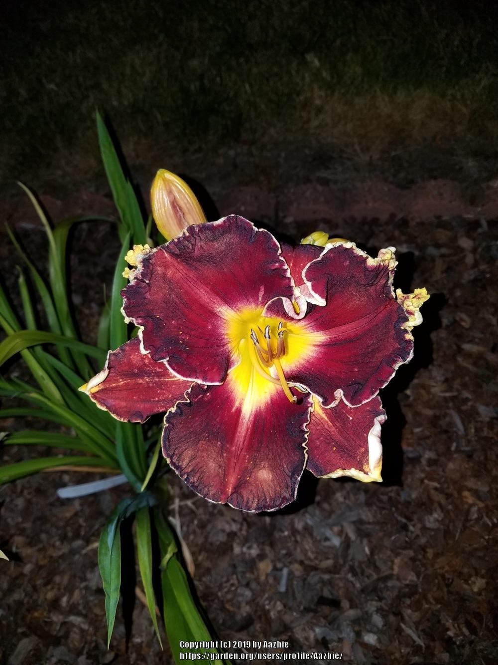 Photo of Daylily (Hemerocallis 'Blessings Beyond Measure') uploaded by Aazhie