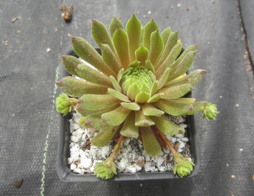 Photo of Hen and Chicks (Sempervivum 'Zorba') uploaded by AntMan01